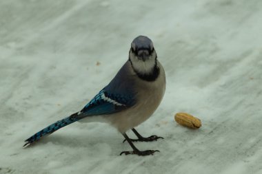 Bu güzel mavi karlı zeminde beyaz bir arka planla duruyordu. Yanı başında yalnız bir fıstık yatıyordu. Bu cıvık kuşlara bayılıyorum..