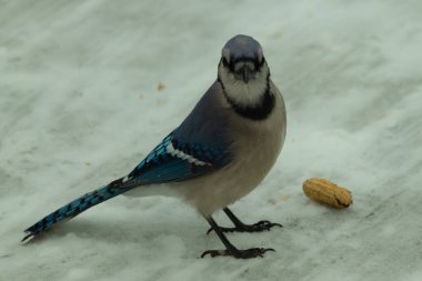 Bu güzel mavi karlı zeminde beyaz bir arka planla duruyordu. Yanı başında yalnız bir fıstık yatıyordu. Bu cıvık kuşlara bayılıyorum..