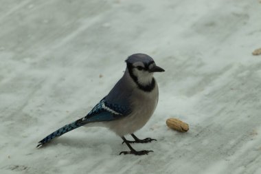 Bu güzel mavi karlı zeminde beyaz bir arka planla duruyordu. Yanı başında yalnız bir fıstık yatıyordu. Bu cıvık kuşlara bayılıyorum..