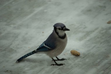 Bu güzel mavi karlı zeminde beyaz bir arka planla duruyordu. Yanı başında yalnız bir fıstık yatıyordu. Bu cıvık kuşlara bayılıyorum..
