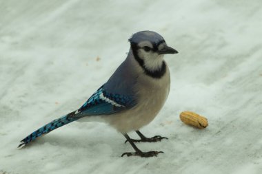 Bu güzel mavi karlı zeminde beyaz bir arka planla duruyordu. Yanı başında yalnız bir fıstık yatıyordu. Bu cıvık kuşlara bayılıyorum..