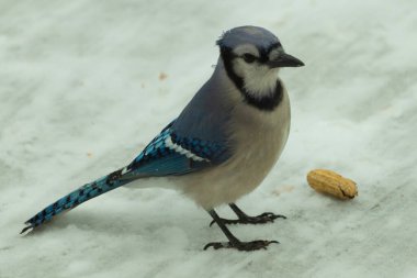 Bu güzel mavi karlı zeminde beyaz bir arka planla duruyordu. Yanı başında yalnız bir fıstık yatıyordu. Bu cıvık kuşlara bayılıyorum..
