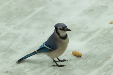 Bu güzel mavi karlı zeminde beyaz bir arka planla duruyordu. Yanı başında yalnız bir fıstık yatıyordu. Bu cıvık kuşlara bayılıyorum..