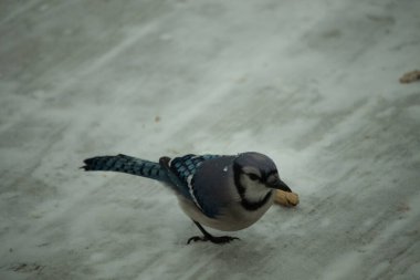 Bu güzel mavi karlı zeminde beyaz bir arka planla duruyordu. Yanı başında yalnız bir fıstık yatıyordu. Bu cıvık kuşlara bayılıyorum..