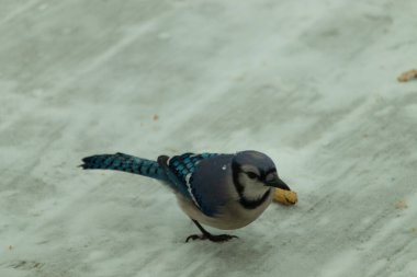 Bu güzel mavi karlı zeminde beyaz bir arka planla duruyordu. Yanı başında yalnız bir fıstık yatıyordu. Bu cıvık kuşlara bayılıyorum..
