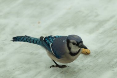 Bu güzel mavi karlı zeminde beyaz bir arka planla duruyordu. Yanı başında yalnız bir fıstık yatıyordu. Bu cıvık kuşlara bayılıyorum..