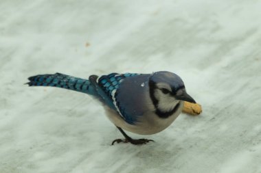 Bu güzel mavi karlı zeminde beyaz bir arka planla duruyordu. Yanı başında yalnız bir fıstık yatıyordu. Bu cıvık kuşlara bayılıyorum..