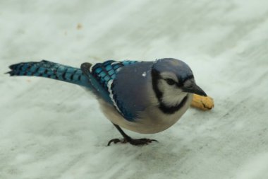 Bu güzel mavi karlı zeminde beyaz bir arka planla duruyordu. Yanı başında yalnız bir fıstık yatıyordu. Bu cıvık kuşlara bayılıyorum..