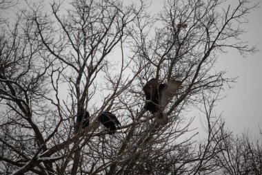 Bu akbabalar ve tüneyenler bu ağacın dallarında birlikte. Bunlar kara akbaba ve akbaba. Büyük siyah vücutları çıplak bacaklarında asılı. Kış mevsimindeyiz.