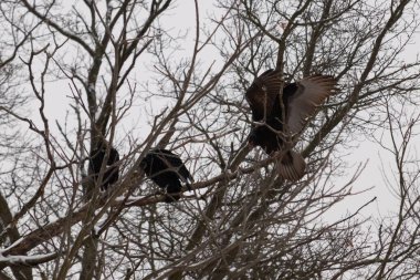 Bu akbabalar ve tüneyenler bu ağacın dallarında birlikte. Bunlar kara akbaba ve akbaba. Büyük siyah vücutları çıplak bacaklarında asılı. Kış mevsimindeyiz.