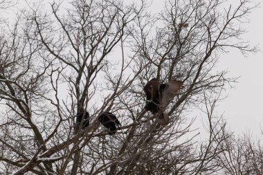 Bu akbabalar ve tüneyenler bu ağacın dallarında birlikte. Bunlar kara akbaba ve akbaba. Büyük siyah vücutları çıplak bacaklarında asılı. Kış mevsimindeyiz.