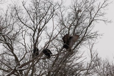 Bu akbabalar ve tüneyenler bu ağacın dallarında birlikte. Bunlar kara akbaba ve akbaba. Büyük siyah vücutları çıplak bacaklarında asılı. Kış mevsimindeyiz.