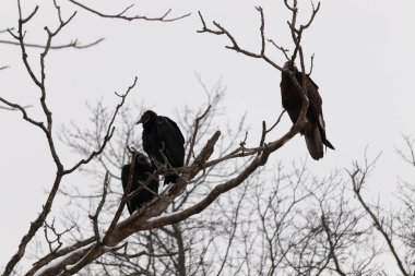 Bu akbabalar ve tüneyenler bu ağacın dallarında birlikte. Bunlar kara akbaba ve akbaba. Büyük siyah vücutları çıplak bacaklarında asılı. Kış mevsimindeyiz.