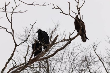 Bu akbabalar ve tüneyenler bu ağacın dallarında birlikte. Bunlar kara akbaba ve akbaba. Büyük siyah vücutları çıplak bacaklarında asılı. Kış mevsimindeyiz.