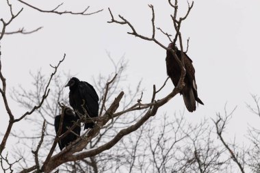 Bu akbabalar ve tüneyenler bu ağacın dallarında birlikte. Bunlar kara akbaba ve akbaba. Büyük siyah vücutları çıplak bacaklarında asılı. Kış mevsimindeyiz.