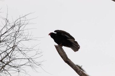 Bu dalın tepesinde çok güzel bir hindi akbabası var. Kalkışa hazırmış gibi görünüyor. Bu büyük kara akbabalar leş aramak için yükseklerdeler..