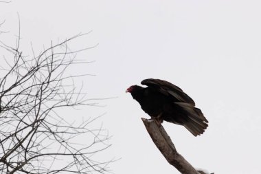 Bu dalın tepesinde çok güzel bir hindi akbabası var. Kalkışa hazırmış gibi görünüyor. Bu büyük kara akbabalar leş aramak için yükseklerdeler..