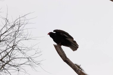 Bu dalın tepesinde çok güzel bir hindi akbabası var. Kalkışa hazırmış gibi görünüyor. Bu büyük kara akbabalar leş aramak için yükseklerdeler..