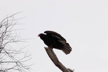 Bu dalın tepesinde çok güzel bir hindi akbabası var. Kalkışa hazırmış gibi görünüyor. Bu büyük kara akbabalar leş aramak için yükseklerdeler..