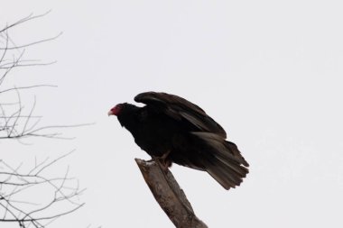 Bu dalın tepesinde çok güzel bir hindi akbabası var. Kalkışa hazırmış gibi görünüyor. Bu büyük kara akbabalar leş aramak için yükseklerdeler..