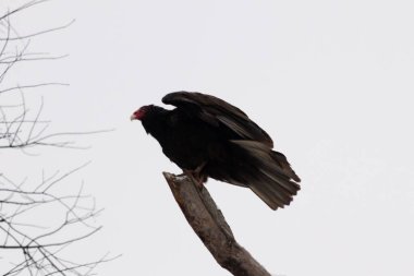 Bu dalın tepesinde çok güzel bir hindi akbabası var. Kalkışa hazırmış gibi görünüyor. Bu büyük kara akbabalar leş aramak için yükseklerdeler..