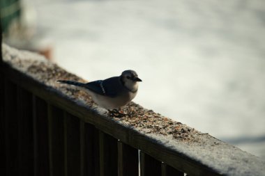 Bu sevimli mavi karga kahverengi ahşap korkuluktaydı ve her yerde kuş yemi vardı. Küçük mavi kuş beyaz karlı arka planla çok şirin görünüyor. Bu corvid yemek için dışarı çıktı..