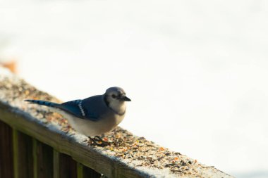 Bu sevimli mavi karga kahverengi ahşap korkuluktaydı ve her yerde kuş yemi vardı. Küçük mavi kuş beyaz karlı arka planla çok şirin görünüyor. Bu corvid yemek için dışarı çıktı..