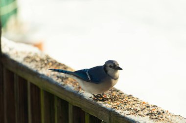 Bu sevimli mavi karga kahverengi ahşap korkuluktaydı ve her yerde kuş yemi vardı. Küçük mavi kuş beyaz karlı arka planla çok şirin görünüyor. Bu corvid yemek için dışarı çıktı..