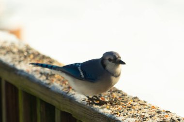 Bu sevimli mavi karga kahverengi ahşap korkuluktaydı ve her yerde kuş yemi vardı. Küçük mavi kuş beyaz karlı arka planla çok şirin görünüyor. Bu corvid yemek için dışarı çıktı..