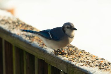 Bu sevimli mavi karga kahverengi ahşap korkuluktaydı ve her yerde kuş yemi vardı. Küçük mavi kuş beyaz karlı arka planla çok şirin görünüyor. Bu corvid yemek için dışarı çıktı..