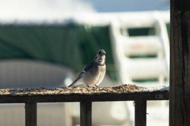Bu güzel mavi karga, kuş yemi almak için ahşap korkuluklara çıktı. Onun tombul küçük vücudunun görünüşünü seviyorum. Yüzü bize bakıyor ve sevimli görünüyor. Etrafta kar görülebilir..