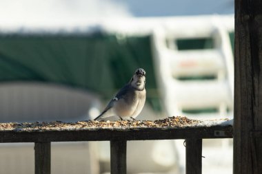 Bu güzel mavi karga, kuş yemi almak için ahşap korkuluklara çıktı. Onun tombul küçük vücudunun görünüşünü seviyorum. Yüzü bize bakıyor ve sevimli görünüyor. Etrafta kar görülebilir..