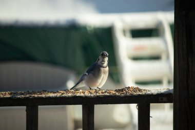 Bu güzel mavi karga, kuş yemi almak için ahşap korkuluklara çıktı. Onun tombul küçük vücudunun görünüşünü seviyorum. Yüzü bize bakıyor ve sevimli görünüyor. Etrafta kar görülebilir..