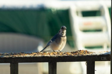 Bu güzel mavi karga, kuş yemi almak için ahşap korkuluklara çıktı. Onun tombul küçük vücudunun görünüşünü seviyorum. Yüzü bize bakıyor ve sevimli görünüyor. Etrafta kar görülebilir..