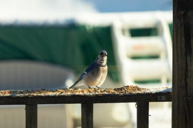 Bu güzel mavi karga, kuş yemi almak için ahşap korkuluklara çıktı. Onun tombul küçük vücudunun görünüşünü seviyorum. Yüzü bize bakıyor ve sevimli görünüyor. Etrafta kar görülebilir..