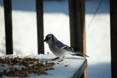 Mavi alakarga kuşunun fıstık almaya geldiği çok güzel bir sahne. Corvid 'in parlak mavi renkleri etraftaki güzel beyaz karların arasında duruyor..