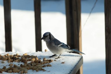 Mavi alakarga kuşunun fıstık almaya geldiği çok güzel bir sahne. Corvid 'in parlak mavi renkleri etraftaki güzel beyaz karların arasında duruyor..