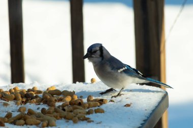 Mavi alakarga kuşunun fıstık almaya geldiği çok güzel bir sahne. Corvid 'in parlak mavi renkleri etraftaki güzel beyaz karların arasında duruyor..