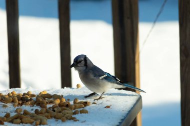 Mavi alakarga kuşunun fıstık almaya geldiği çok güzel bir sahne. Corvid 'in parlak mavi renkleri etraftaki güzel beyaz karların arasında duruyor..