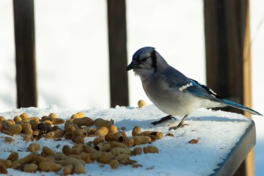 Mavi alakarga kuşunun fıstık almaya geldiği çok güzel bir sahne. Corvid 'in parlak mavi renkleri etraftaki güzel beyaz karların arasında duruyor..