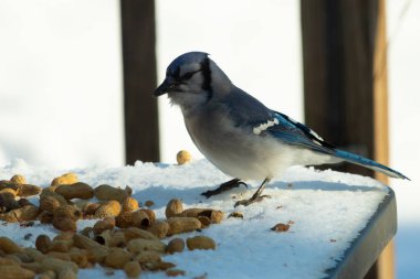 Mavi alakarga kuşunun fıstık almaya geldiği çok güzel bir sahne. Corvid 'in parlak mavi renkleri etraftaki güzel beyaz karların arasında duruyor..