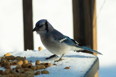 Mavi alakarga kuşunun fıstık almaya geldiği çok güzel bir sahne. Corvid 'in parlak mavi renkleri etraftaki güzel beyaz karların arasında duruyor..
