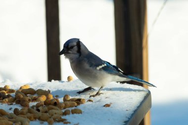 Mavi alakarga kuşunun fıstık almaya geldiği çok güzel bir sahne. Corvid 'in parlak mavi renkleri etraftaki güzel beyaz karların arasında duruyor..