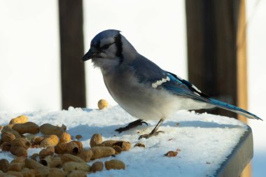 Mavi alakarga kuşunun fıstık almaya geldiği çok güzel bir sahne. Corvid 'in parlak mavi renkleri etraftaki güzel beyaz karların arasında duruyor..