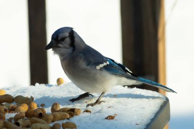 Mavi alakarga kuşunun fıstık almaya geldiği çok güzel bir sahne. Corvid 'in parlak mavi renkleri etraftaki güzel beyaz karların arasında duruyor..