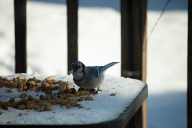 Mavi alakarga kuşunun fıstık almaya geldiği çok güzel bir sahne. Corvid 'in parlak mavi renkleri etraftaki güzel beyaz karların arasında duruyor..