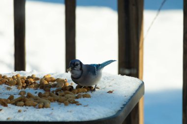 Mavi alakarga kuşunun fıstık almaya geldiği çok güzel bir sahne. Corvid 'in parlak mavi renkleri etraftaki güzel beyaz karların arasında duruyor..