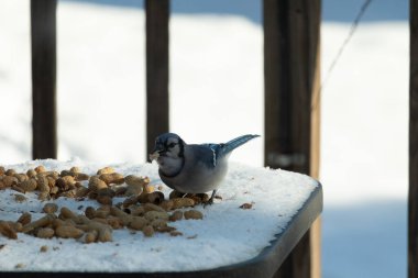 Mavi alakarga kuşunun fıstık almaya geldiği çok güzel bir sahne. Corvid 'in parlak mavi renkleri etraftaki güzel beyaz karların arasında duruyor..