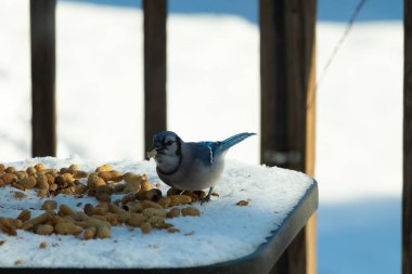 Mavi alakarga kuşunun fıstık almaya geldiği çok güzel bir sahne. Corvid 'in parlak mavi renkleri etraftaki güzel beyaz karların arasında duruyor..