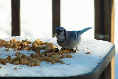 Mavi alakarga kuşunun fıstık almaya geldiği çok güzel bir sahne. Corvid 'in parlak mavi renkleri etraftaki güzel beyaz karların arasında duruyor..
